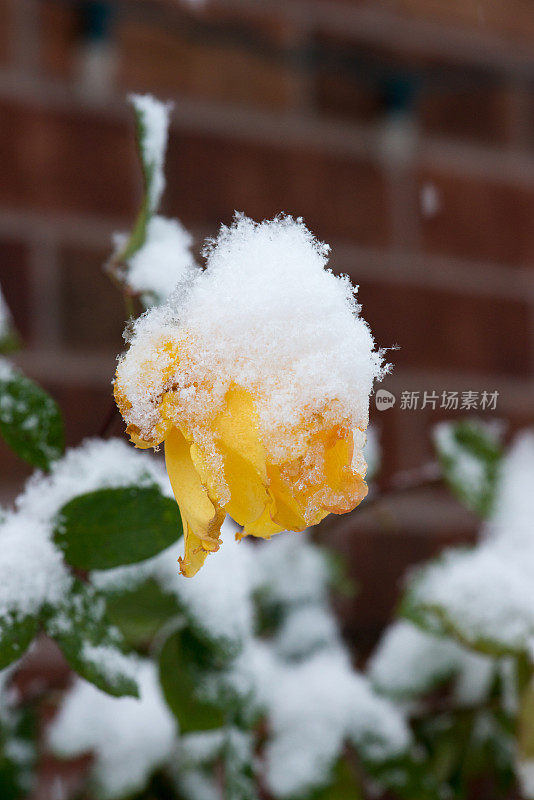 黄色的玫瑰，金色的雨，雪下的加拿大