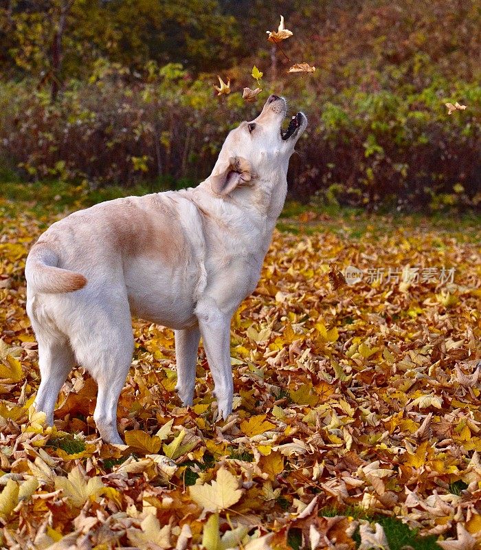 拉布拉多寻回犬和秋叶