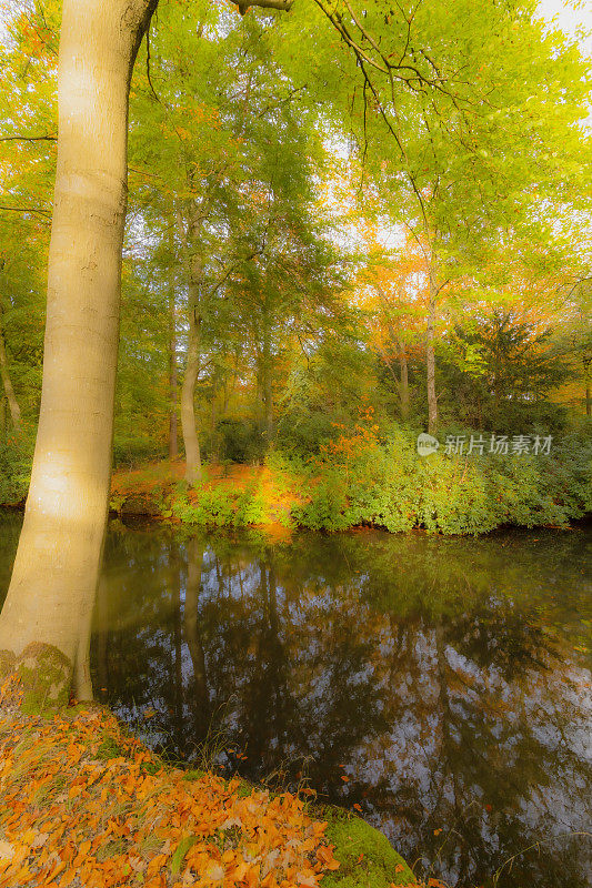 秋天的山毛榉森林景观有一条小溪穿过森林