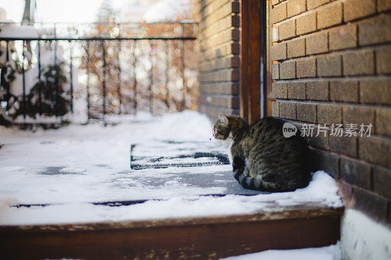 冬天门廊上的一只猫