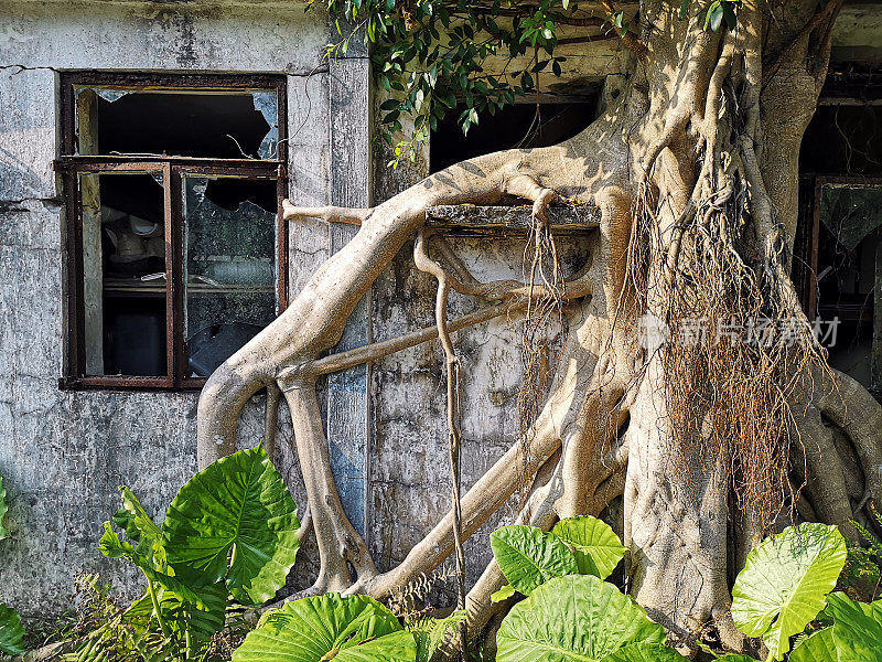 香港大屿山破旧房屋上的树木