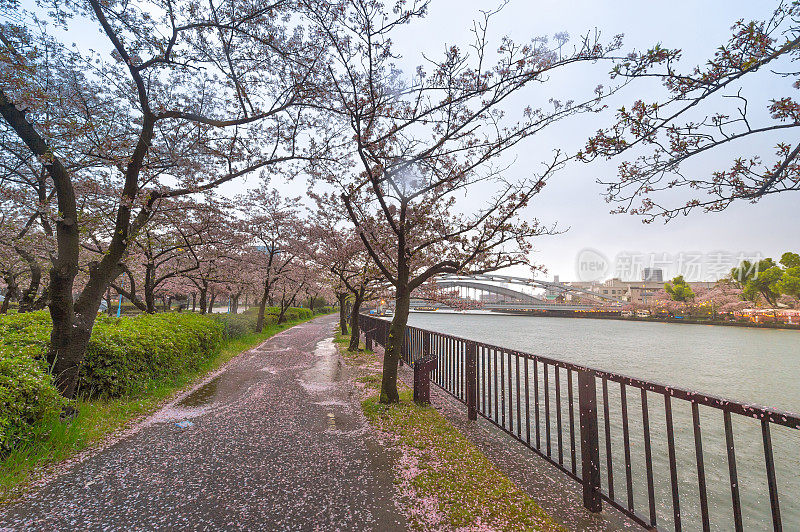 在日本东京美丽的樱花树下散步或樱花树隧道