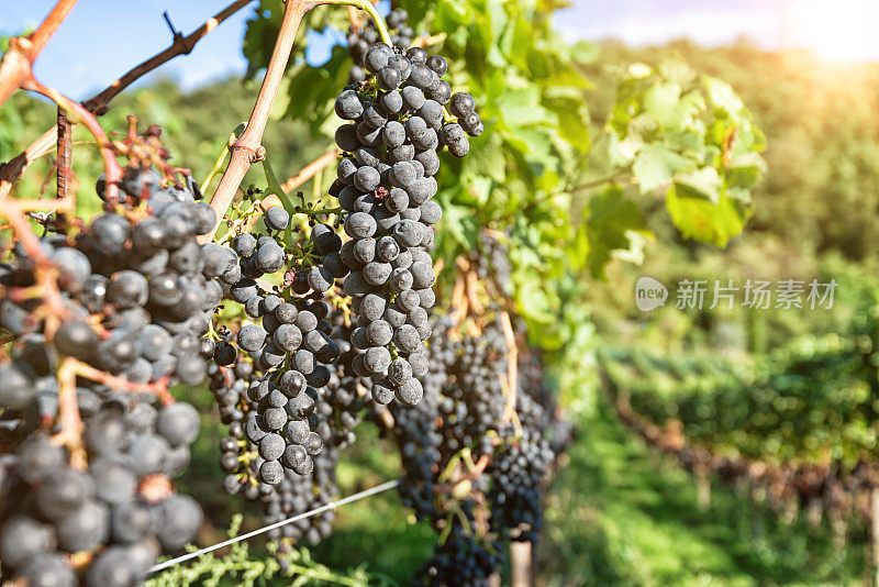 成熟的葡萄酒葡萄准备在意大利的哈尔葡萄园