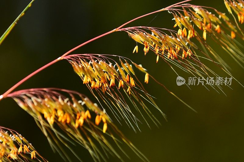 大范围的不平衡印度草花向种子过渡