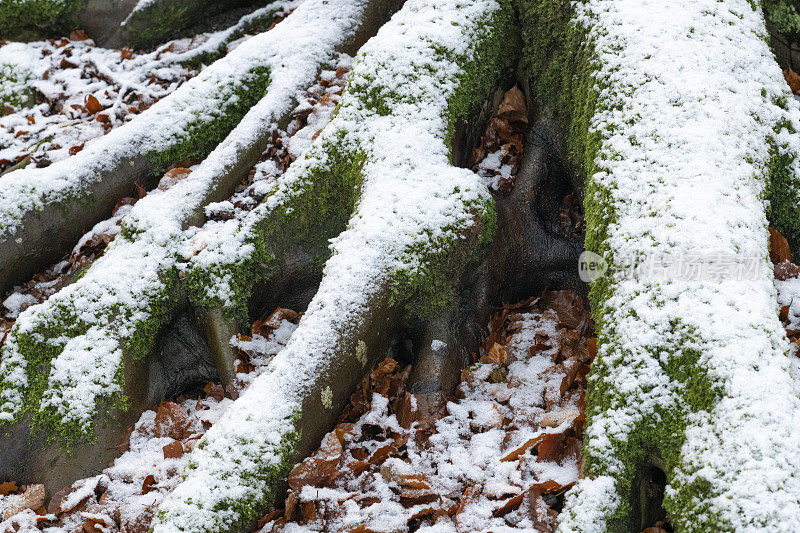 12月公园里的冬季景观有雪和结冰的湖