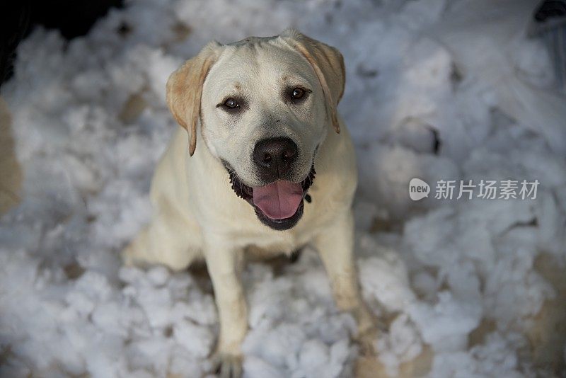 一只拉布拉多小狗坐在被咬坏的被褥上