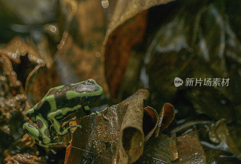 在中美洲巴拿马的甘博亚Soberania国家公园，野生蛙“小丑蛙”正在晒太阳