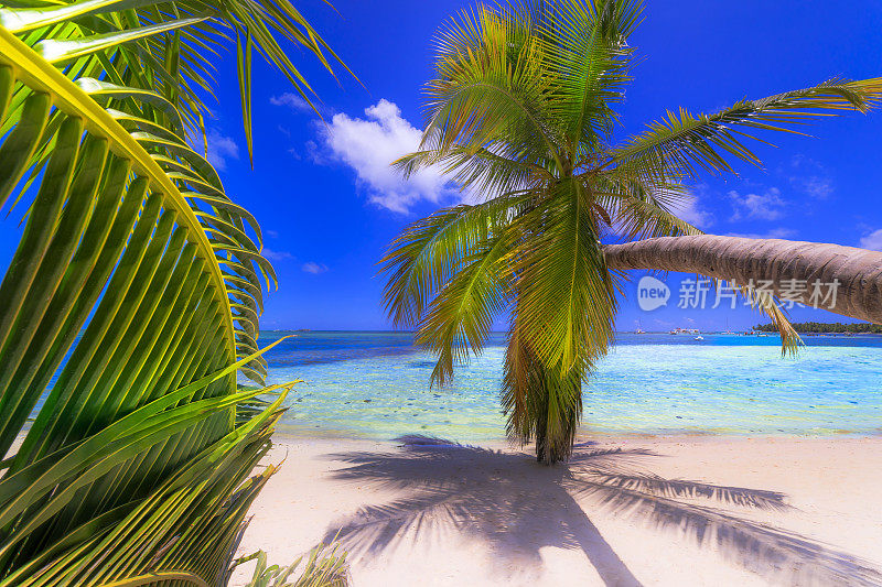 绿松石自然游泳池，海滩与热带棕榈树-蓬塔卡纳，加勒比海