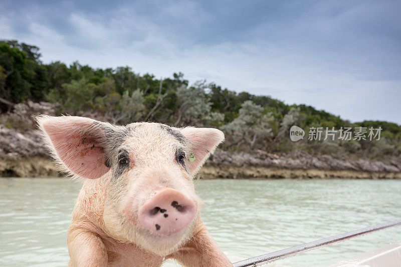 在无人居住的猪岛上，埃克苏马的一只非常可爱的野猪正在游泳，它的腿搭在围栏上等待食物。