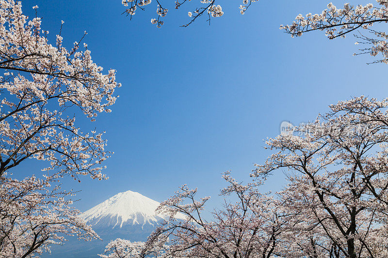 穿过樱花树的富士山