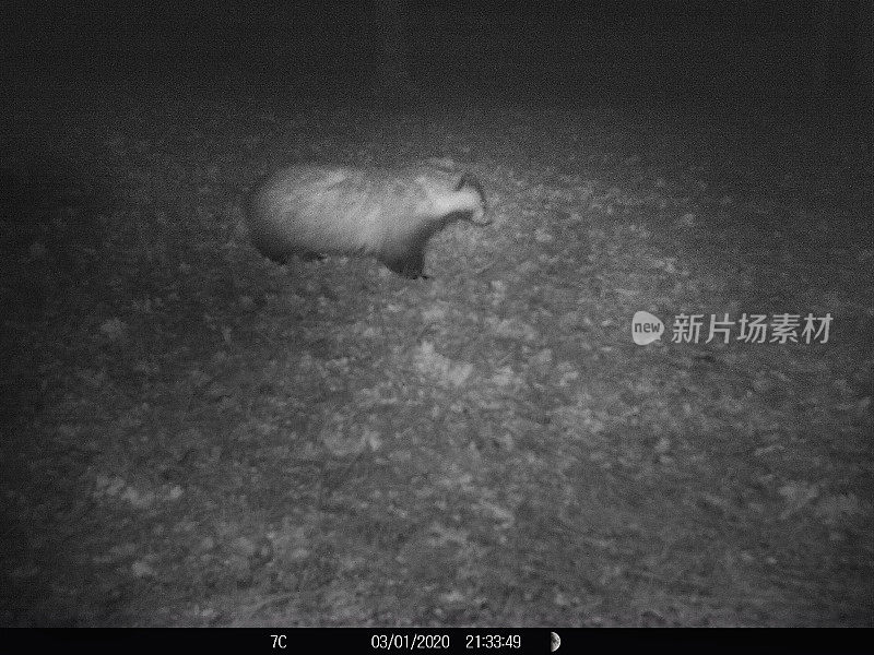 獾晚上在法国花园进食