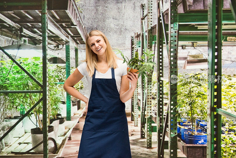 年轻的白人妇女站在温室的农场里穿着衬衫拿着大麻