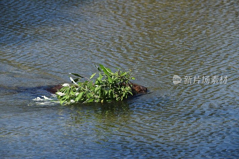 海狸带着食物游泳