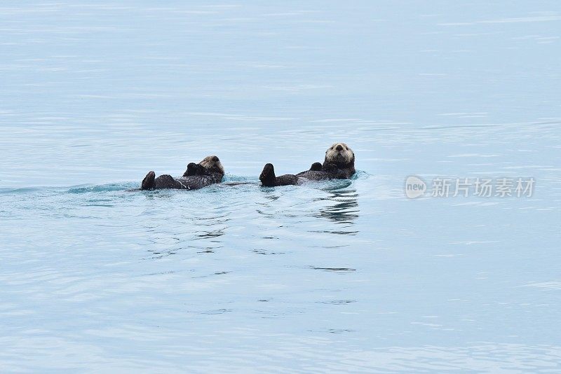 海獭仰面漂浮