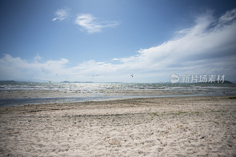 海滩上的海鸥