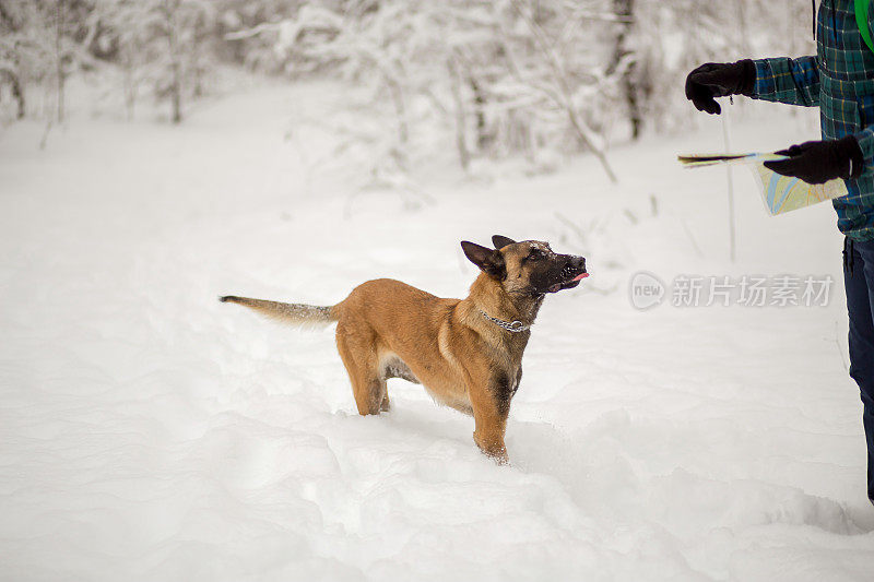 比利时牧羊犬马利诺犬在雪中与一名男子玩耍