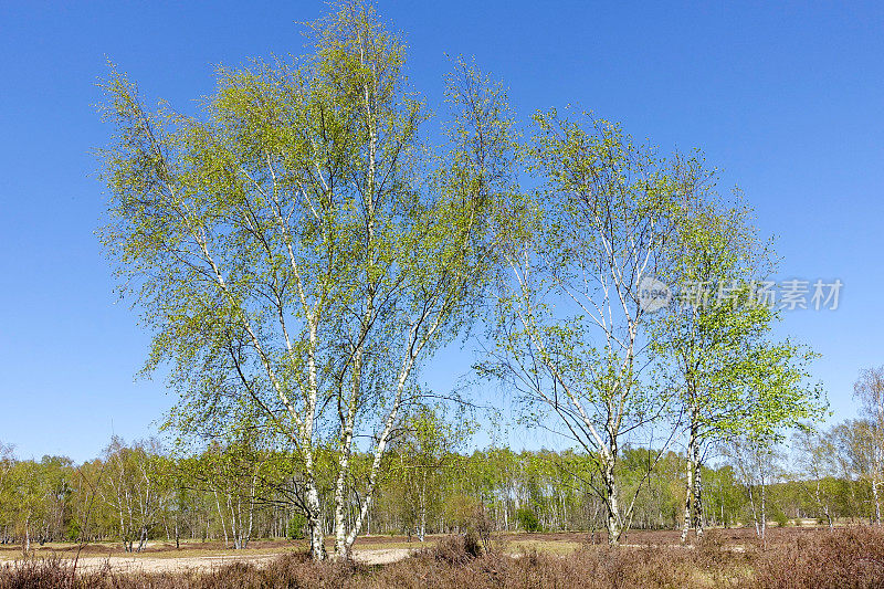 春天的白桦树映衬着蓝天