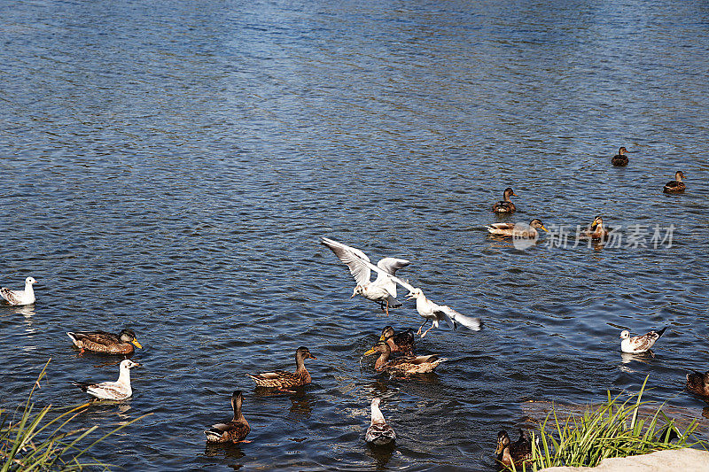 春天的湖面上，海鸥和鸭子在争食。32、野外适者生存，俄罗斯环境保护