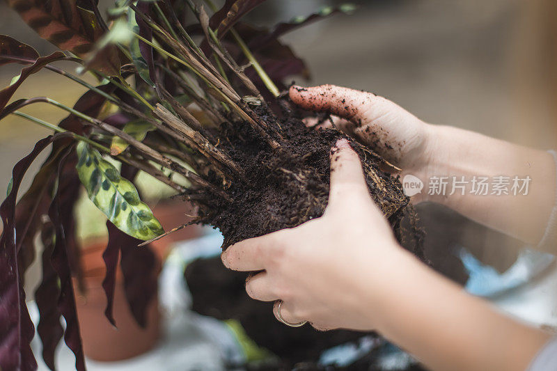 女孩移植植物