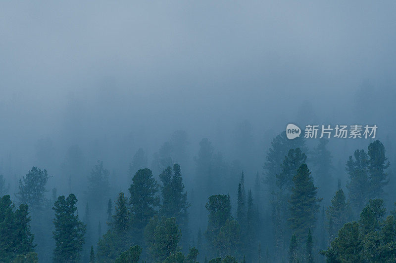 雾笼罩着针叶林，山坡上树木的剪影，神秘的雾霾