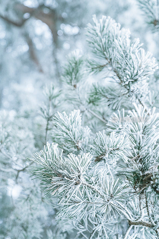 冬天的景象——结了霜的松枝上覆盖着一层雪。树林里的冬天