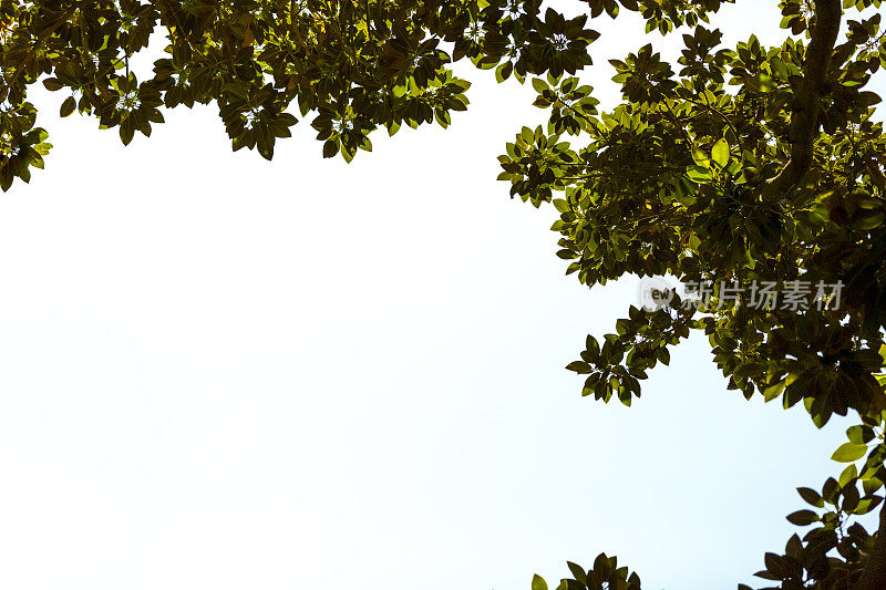 特写无花果树，白色背景与复制空间