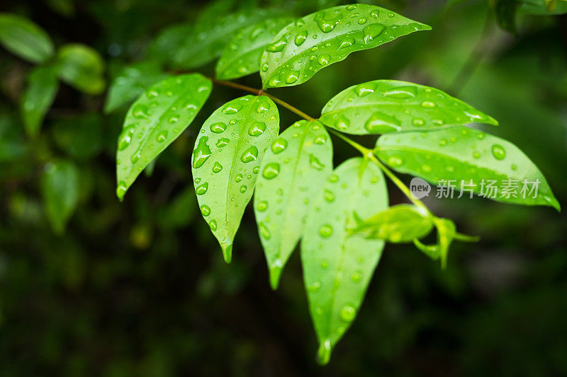 新鲜的绿叶在嫩枝与雨滴在泰国