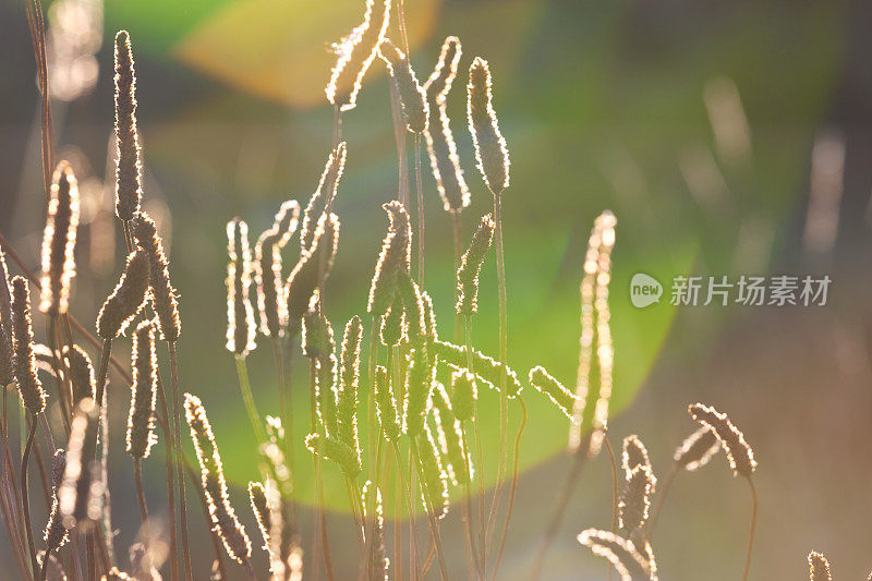 禾本科花在日出日落的余晖背景下