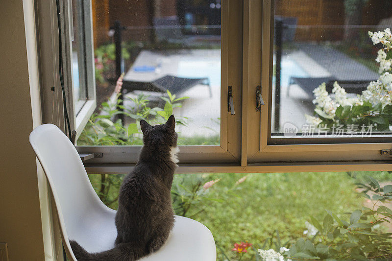 一只灰色的猫坐在椅子上向窗外看