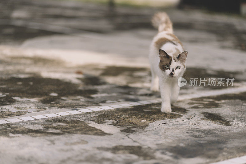 谨慎的猫走向相机