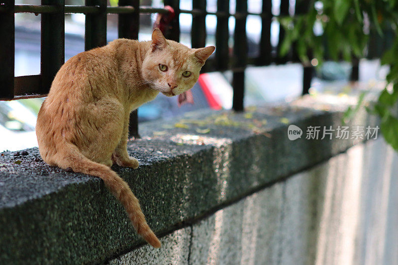 猫坐在外面的混凝土墙上