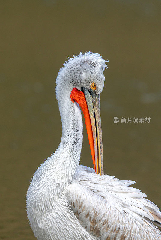 大白鲨鹈鹕