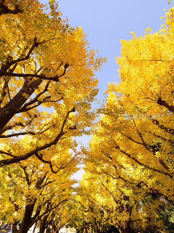 一排银杏树在黄叶的东京神谷盖恩