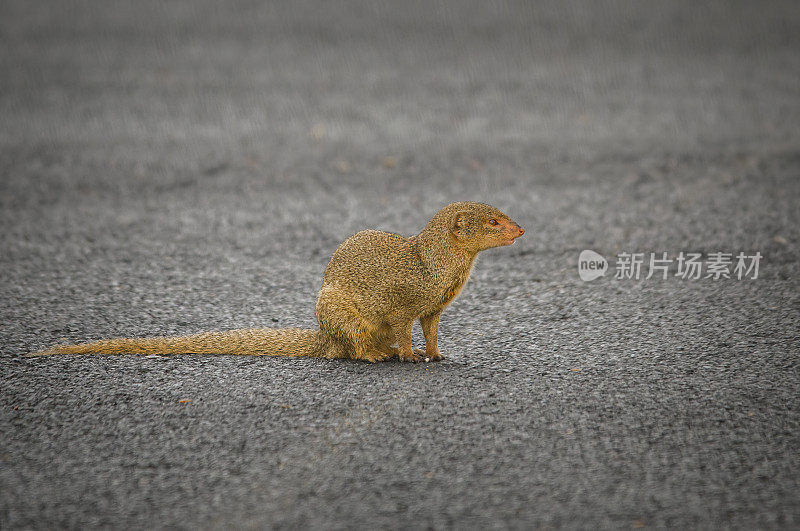 夏威夷科纳的野猫鼬