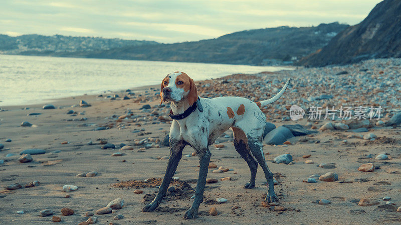 海滩上的英国猎狗，腿很脏