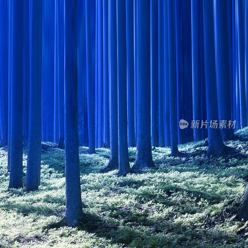 蓝色的森林。超现实主义的形象。
