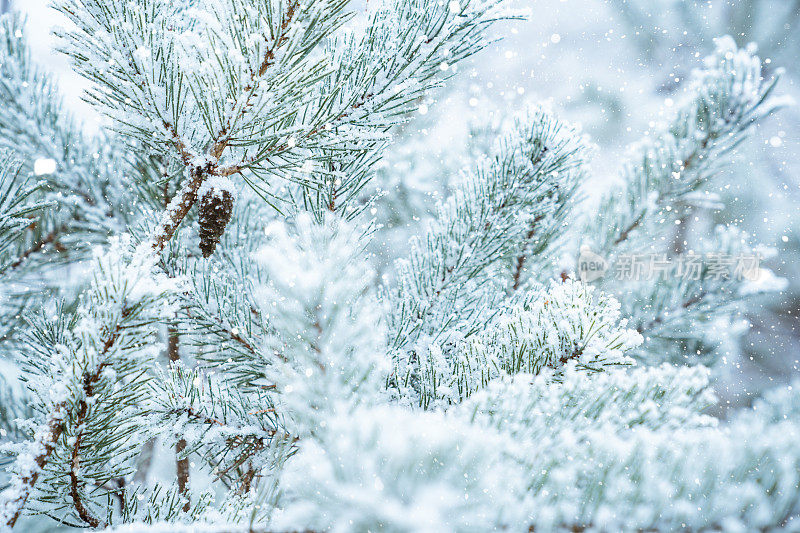 冬天的景象——结了霜的松枝上覆盖着一层雪。树林里的冬天