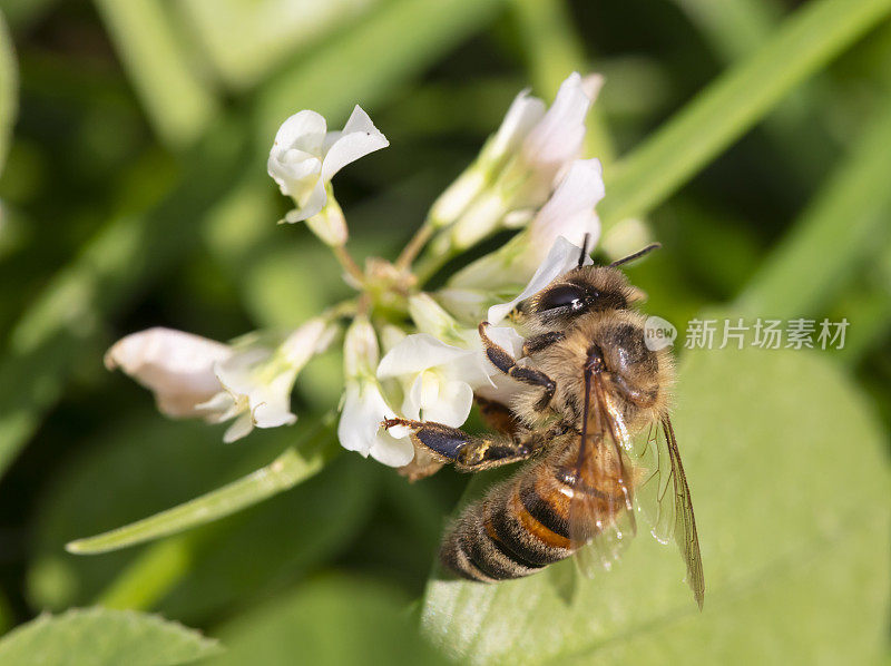 蜜蜂或花上的蜜蜂