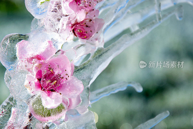 为保护霜冻而制作的开花果树树枝上的雨夹雪的特写