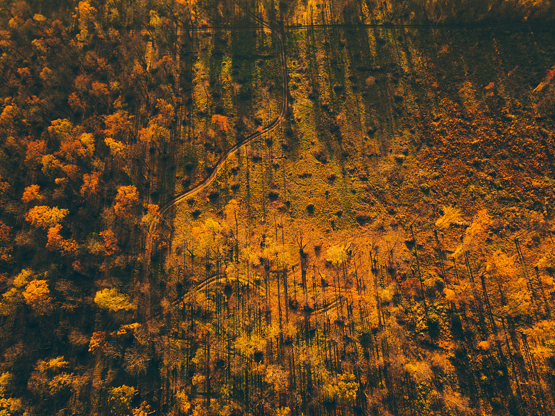 空中俯瞰美丽的秋天森林。鸟# 039;眼景观。