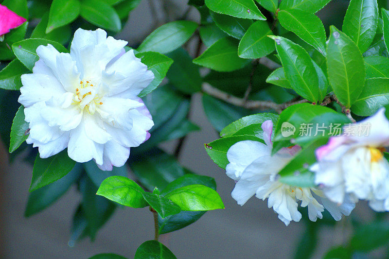 山茶花油茶花