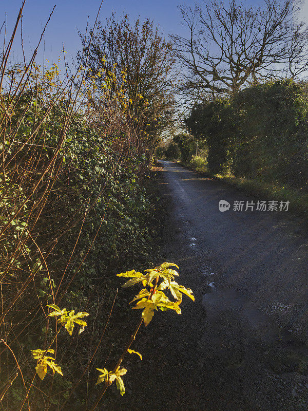 秋日树木，阳光，风景，风景，一般季节，路，巷乡村