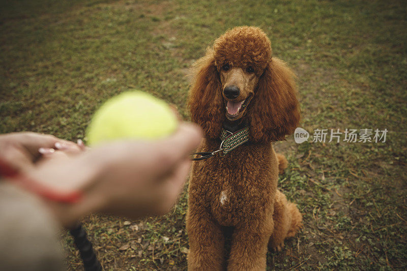 棕色狮子狗兴奋地和他的主人玩接球