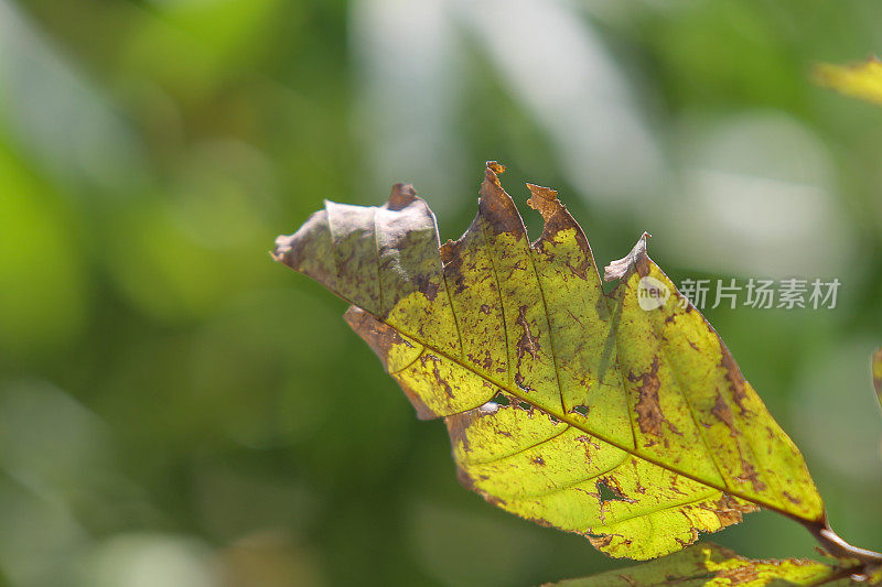 绿色植物