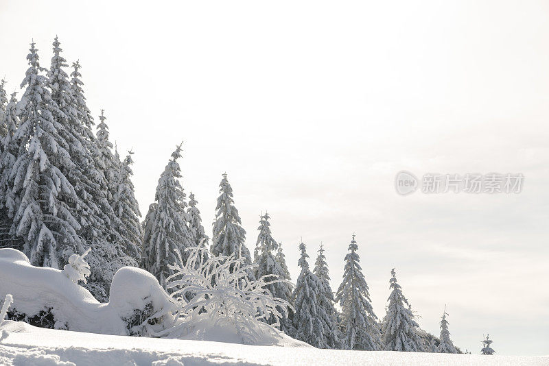 白雪覆盖的云杉映衬着明亮的天空