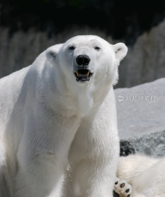 巨大的北极熊直视前方