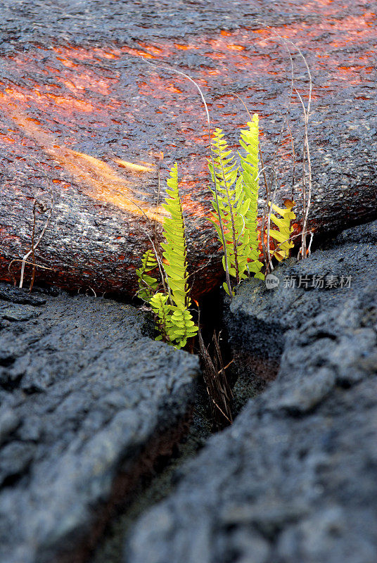 熔岩燃烧的绿色蕨类植物