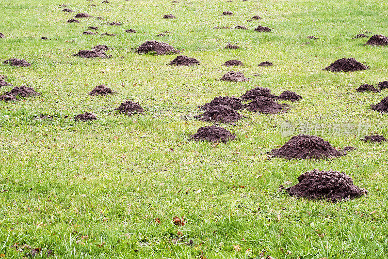 外面的草地周围有鼹鼠丘