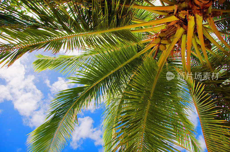 马尔代夫印度洋度假棕榈树