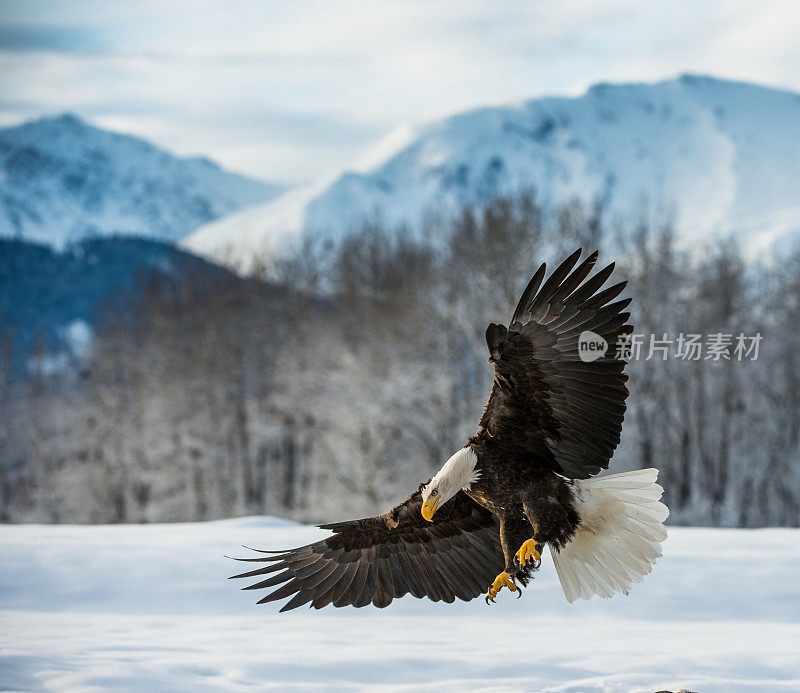 秃鹰降落在雪地上